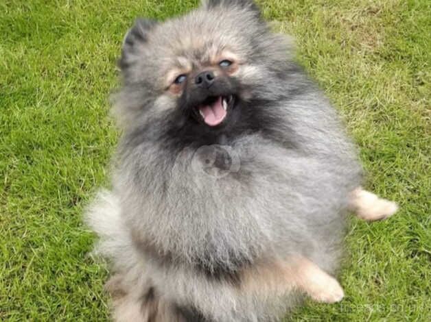 Pomeranian male for sale in Castleford, West Yorkshire