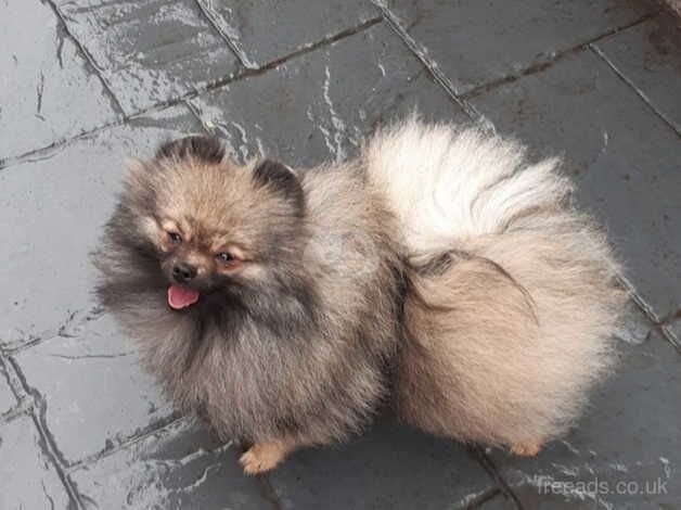 Pomeranian male for sale in Castleford, West Yorkshire - Image 2