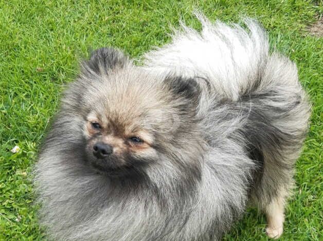 Pomeranian male for sale in Castleford, West Yorkshire - Image 3