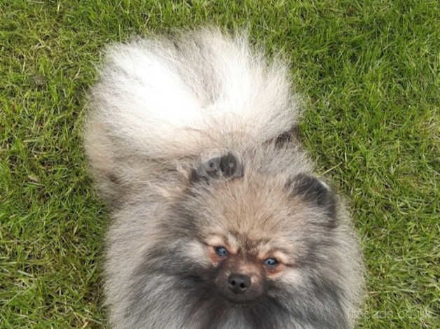 Pomeranian male for sale in Castleford, West Yorkshire - Image 4