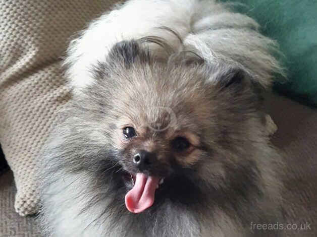 Pomeranian male for sale in Castleford, West Yorkshire - Image 5