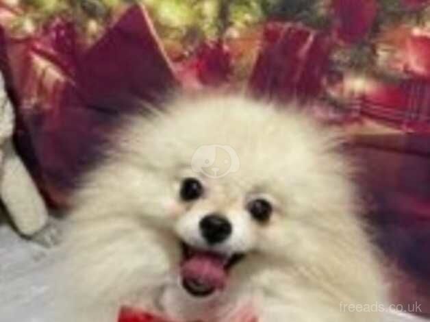 Pomeranian Male for sale in Rugby, Warwickshire