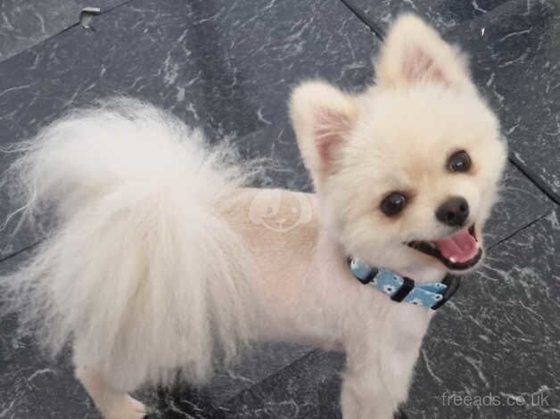 Pomeranian male KC Registered for sale in Harlow, Essex