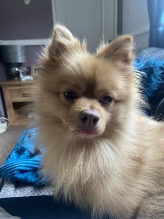 Pomeranian male please read for sale in Durham, County Durham - Image 1