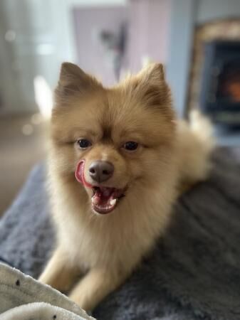 Pomeranian male please read for sale in Durham, County Durham - Image 2