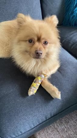 Pomeranian male please read for sale in Durham, County Durham - Image 3