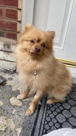 Pomeranian male please read for sale in Durham, County Durham - Image 5