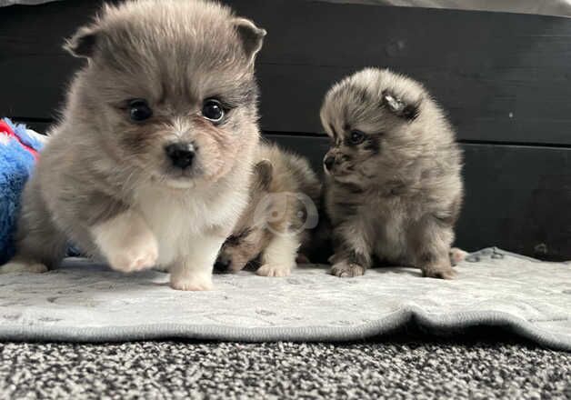 Pomeranian merle puppies for sale in Stoke-on-Trent, Staffordshire