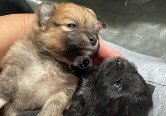 Pomeranian merle puppies for sale in Stoke-on-Trent, Staffordshire - Image 3