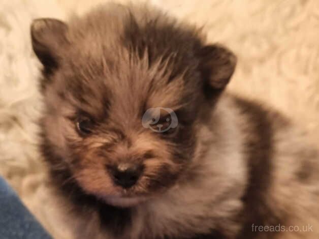 Pomeranian (Merles) for sale in Rochester, Northumberland - Image 1