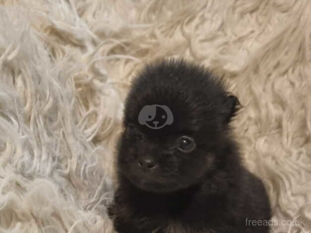 Pomeranian (Merles) for sale in Rochester, Northumberland - Image 2