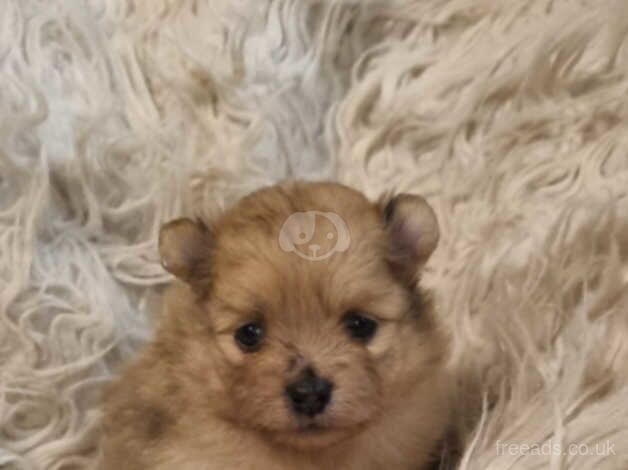 Pomeranian (Merles) for sale in Rochester, Northumberland - Image 3