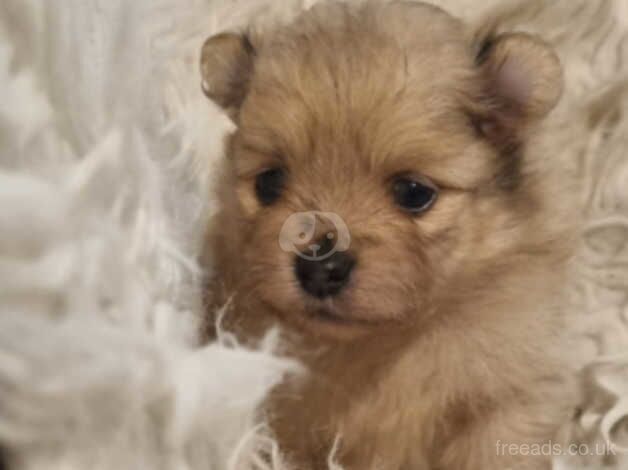 Pomeranian (Merles) for sale in Rochester, Northumberland - Image 4