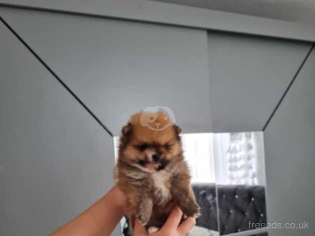 Pomeranian miniature puppies for sale in Leicester, Leicestershire - Image 1