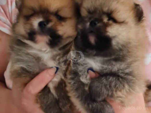 Pomeranian miniature puppies for sale in Leicester, Leicestershire - Image 2