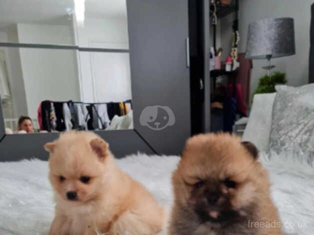 Pomeranian miniature puppies for sale in Leicester, Leicestershire - Image 3