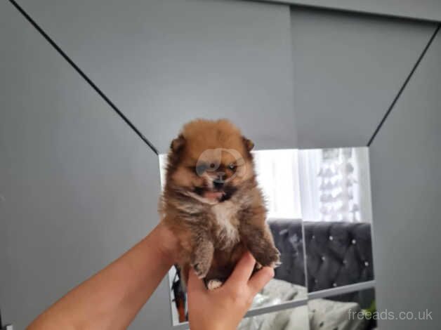 Pomeranian miniature puppies for sale in Leicester, Leicestershire - Image 4