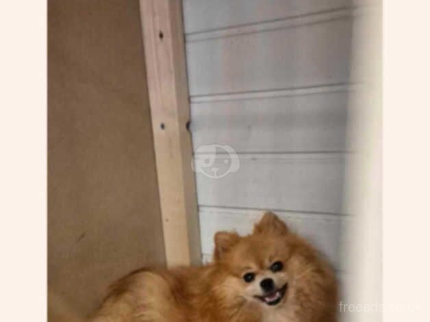 Pomeranian miniature puppies for sale in Leicester, Leicestershire - Image 5