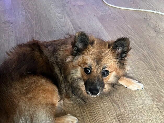 Pomeranian mix 9 month female for sale in Barnsley, South Yorkshire