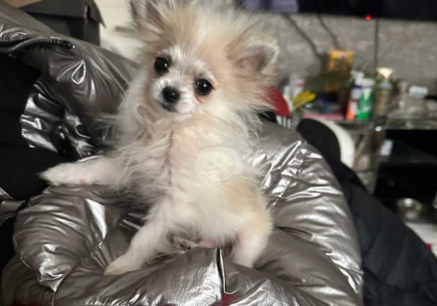 Pomeranian parti boy6 month old for sale in Porthcawl, Bridgend