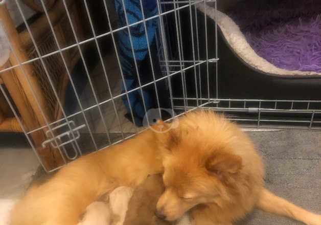 Pomeranian puppies 2girls and 4boys for sale in Ruislip Manor, Hillingdon, Greater London