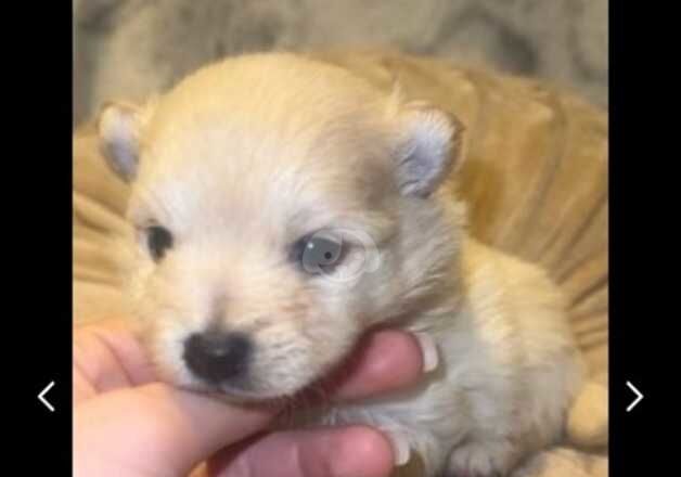 Pomeranian puppies 2girls and 4boys for sale in Ruislip Manor, Hillingdon, Greater London - Image 2