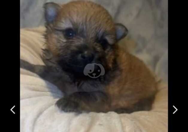 Pomeranian puppies 2girls and 4boys for sale in Ruislip Manor, Hillingdon, Greater London - Image 3