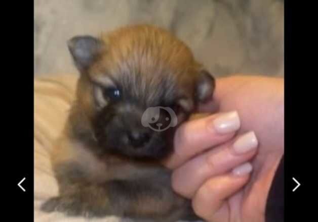 Pomeranian puppies 2girls and 4boys for sale in Ruislip Manor, Hillingdon, Greater London - Image 4