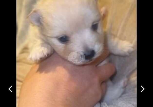 Pomeranian puppies 2girls and 4boys for sale in Ruislip Manor, Hillingdon, Greater London - Image 5