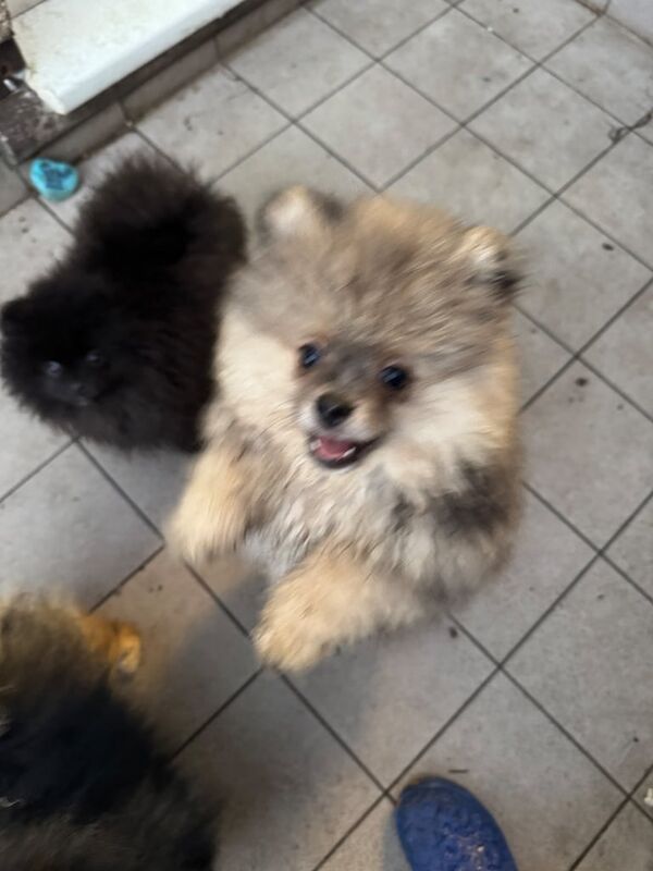 Pomeranian puppies for sale in Coventry, West Midlands