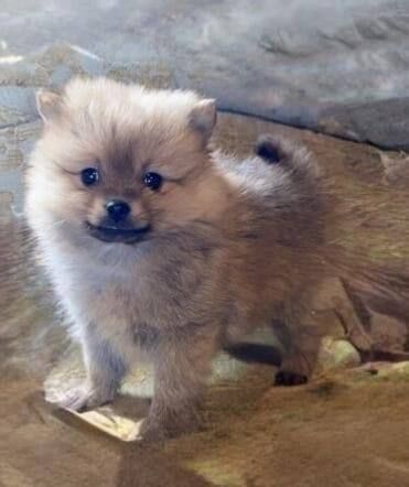 Pomeranian puppies for sale in Romford, Greater London