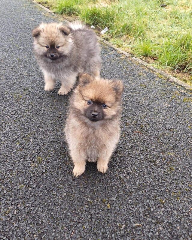 Pomeranian puppies for sale in Barking, Greater London