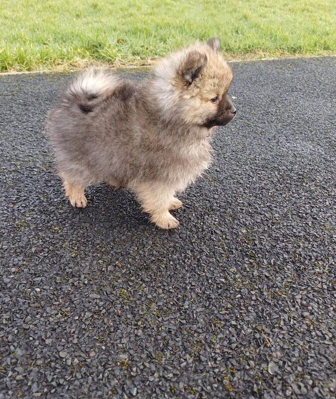 Pomeranian puppies for sale in Barking, Greater London - Image 2