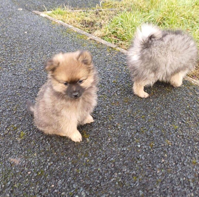 Pomeranian puppies for sale in Barking, Greater London - Image 3