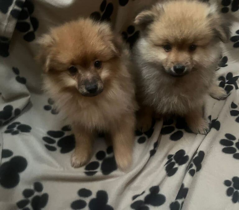 Pomeranian puppies for sale in Kingsbury, Greater London