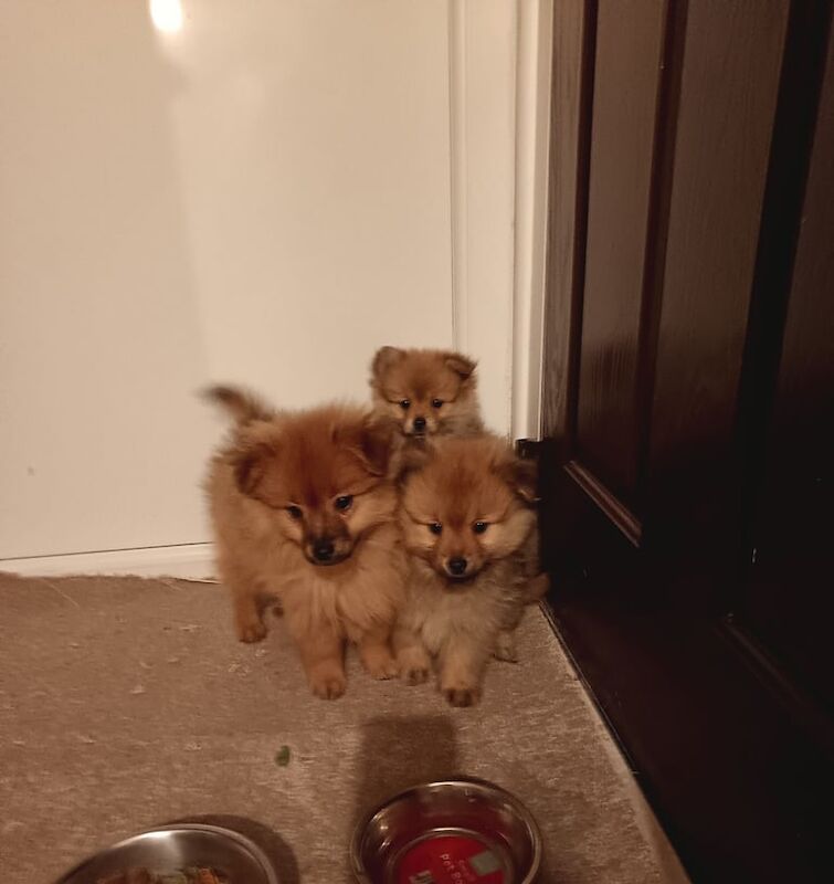 Pomeranian puppies for sale in Newark, Cambridgeshire