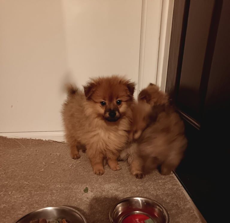 Pomeranian puppies for sale in Newark, Cambridgeshire - Image 2