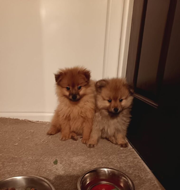 Pomeranian puppies for sale in Newark, Cambridgeshire - Image 3