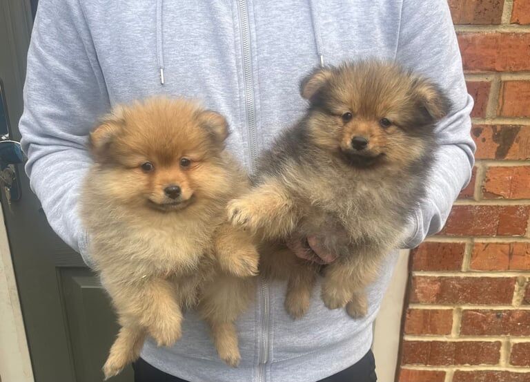 Pomeranian puppies for sale in Cambuslang, Lanarkshire