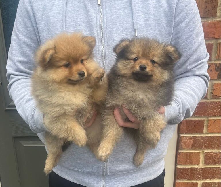 Pomeranian puppies for sale in Cambuslang, Lanarkshire - Image 2