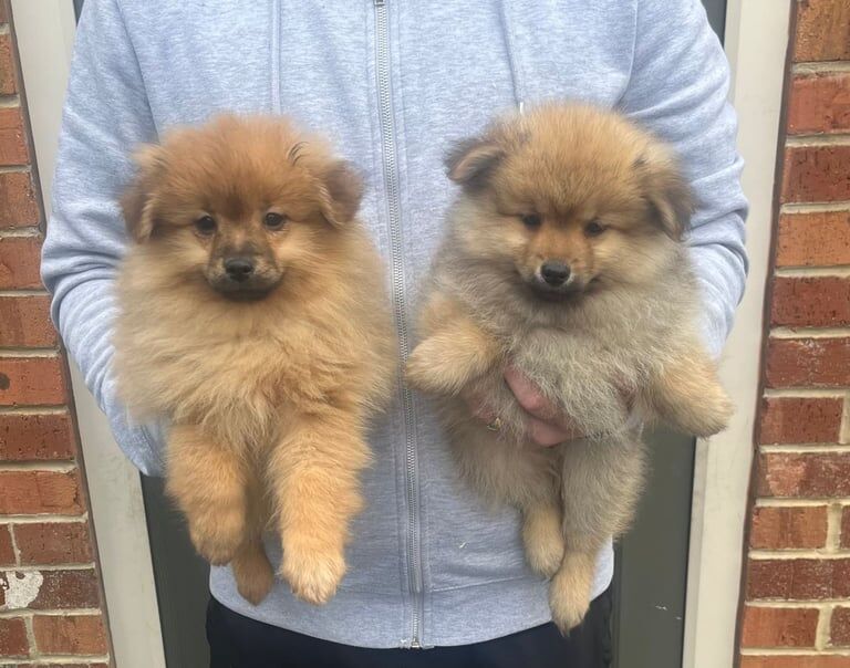 Pomeranian puppies for sale in Cambuslang, Lanarkshire - Image 3