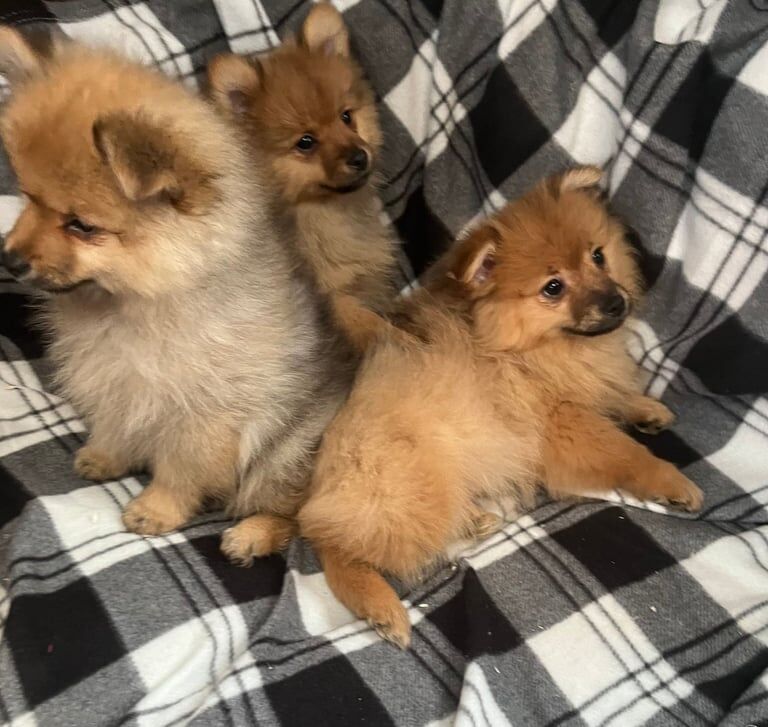 Pomeranian puppies for sale in Barking, Greater London - Image 2