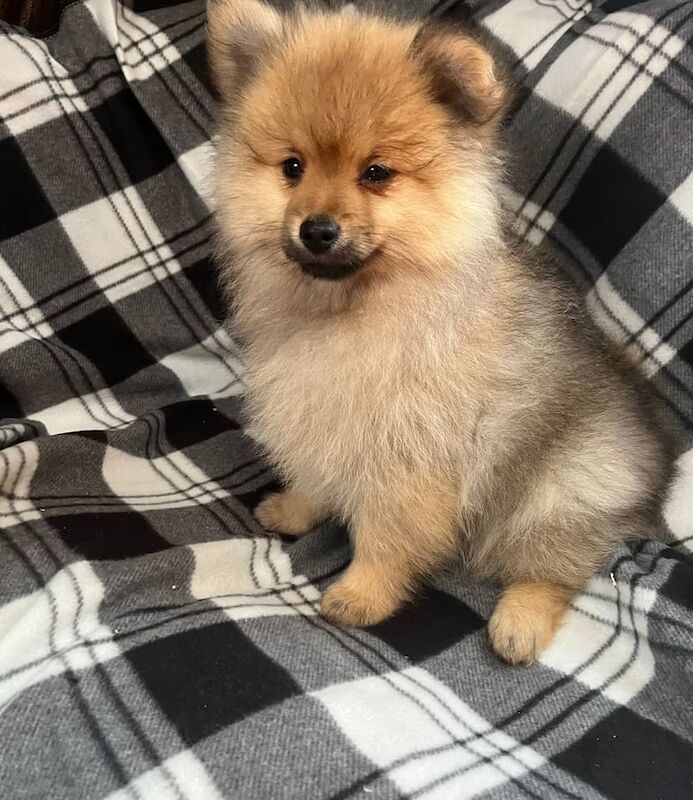 Pomeranian puppies for sale in Barking, Greater London - Image 3