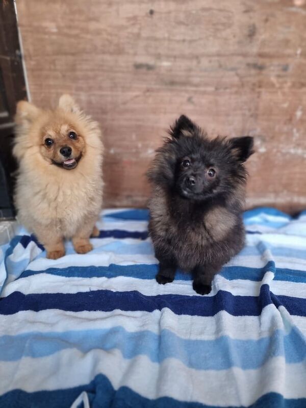 Pomeranian puppies for sale in Walthamstow, Greater London