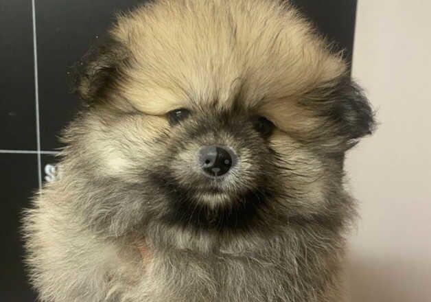 Pomeranian puppies AVAILABLE for sale in Hornchurch, Havering, Greater London