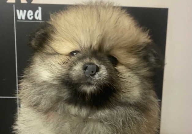 Pomeranians for sale in Hornchurch, Havering, Greater London