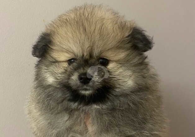 Pomeranian Puppies for sale in Greater London