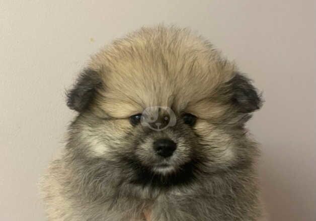 Pomeranian Puppies for sale