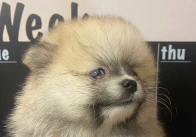 Pomeranian puppies AVAILABLE for sale in Hornchurch, Havering, Greater London - Image 5