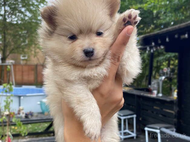 Pomeranian Puppies Boy and Girl for sale in Leicester, Leicestershire